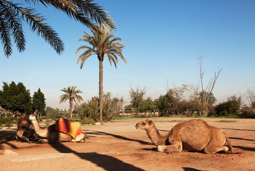 camel rides agadir