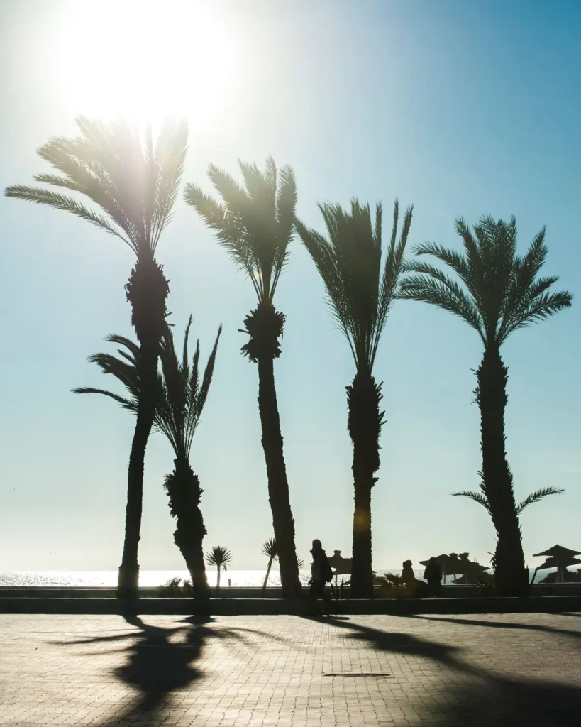 Palm trees along the Agadir seafront promenade at sunset