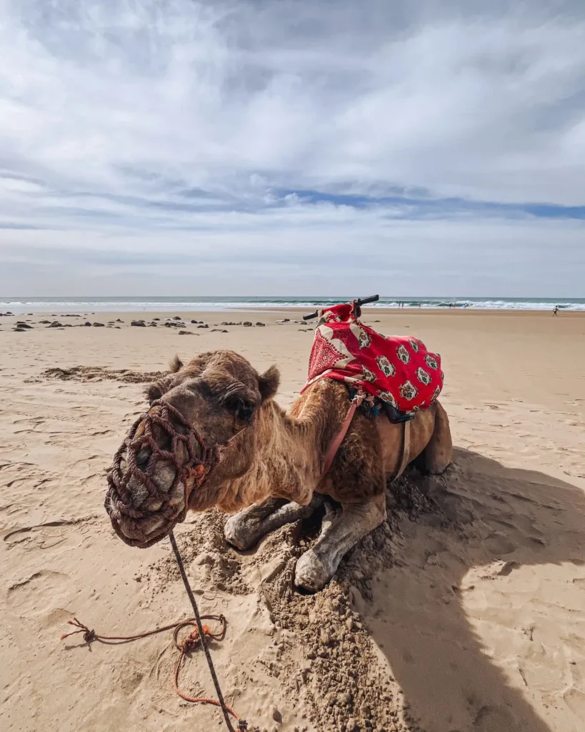 Camel resting on Agadir beach