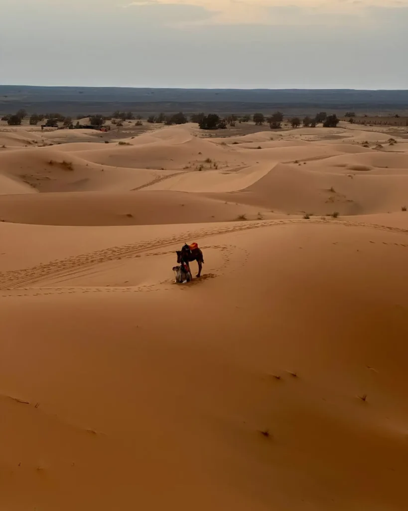 Camel ride on the Sahara dunes at sunset