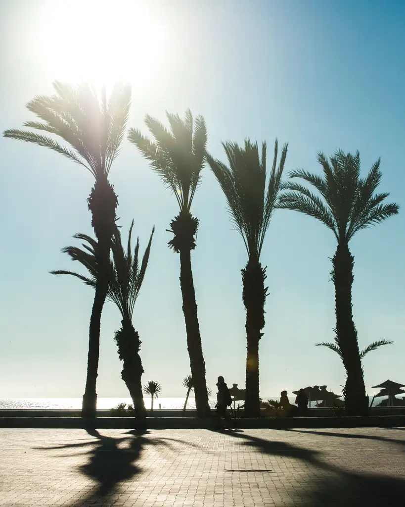 Palm trees along the Agadir seafront promenade